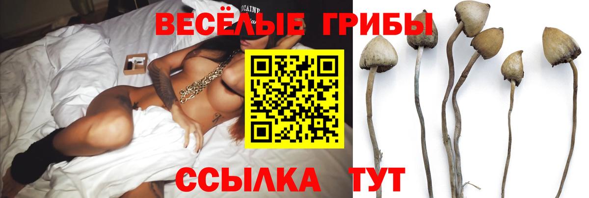 Псилоцибиновые грибы Cubensis  Вход с VPN  Псилоцибиновые грибы мицелий  Выборг 
